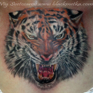 1tigerbreast