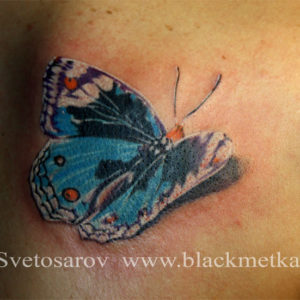 butterfly
