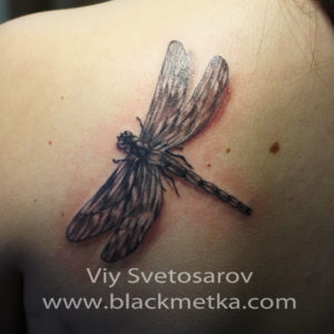 dragonfly