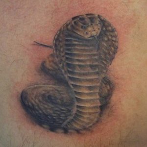 cobra