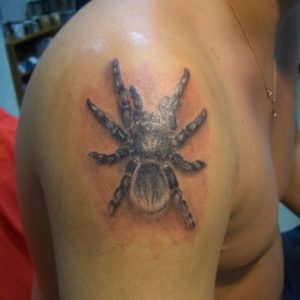 spider