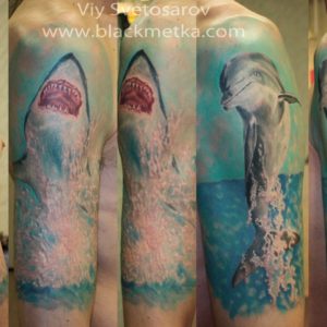 Dolpine vs Shark